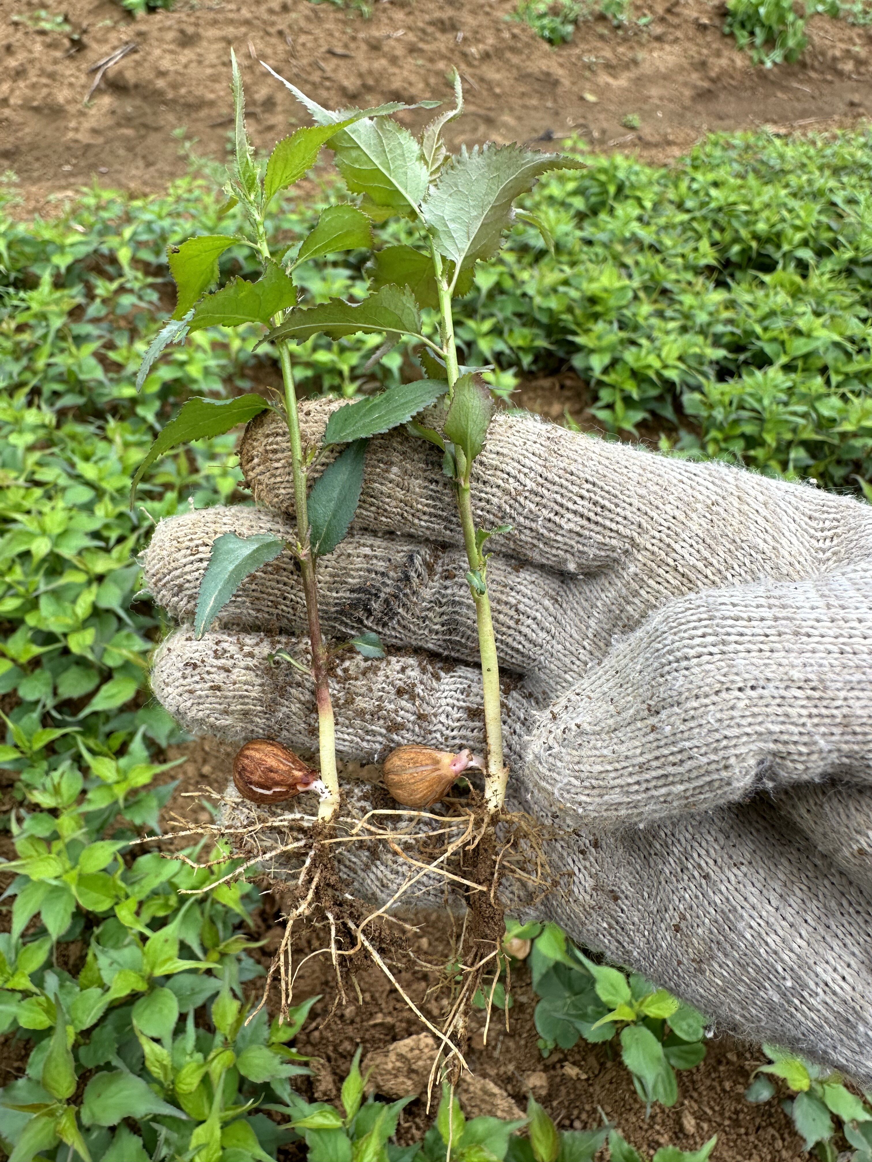 优质酸梅苗青梅小苗青梅芽苗酸梅直生苗一年苗籽播小苗酸梅砧木