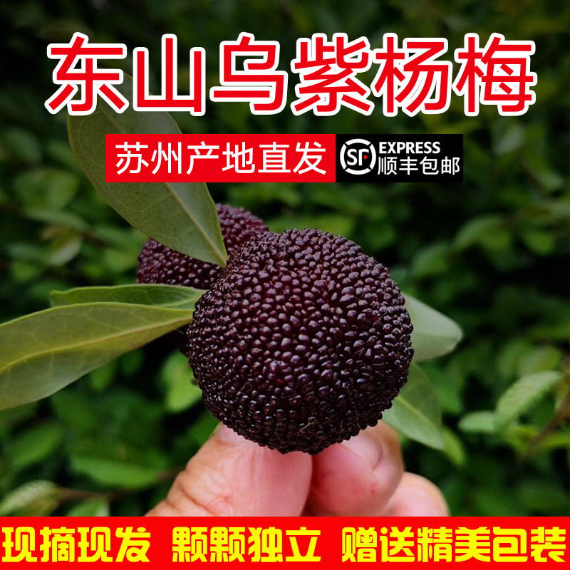 特级苏州东山乌紫杨梅新鲜水果礼盒装小叶细蒂种顺丰冷链泡酒