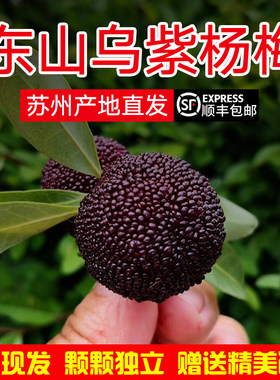 特级苏州东山乌紫杨梅新鲜水果礼盒装小叶细蒂种顺丰冷链泡酒