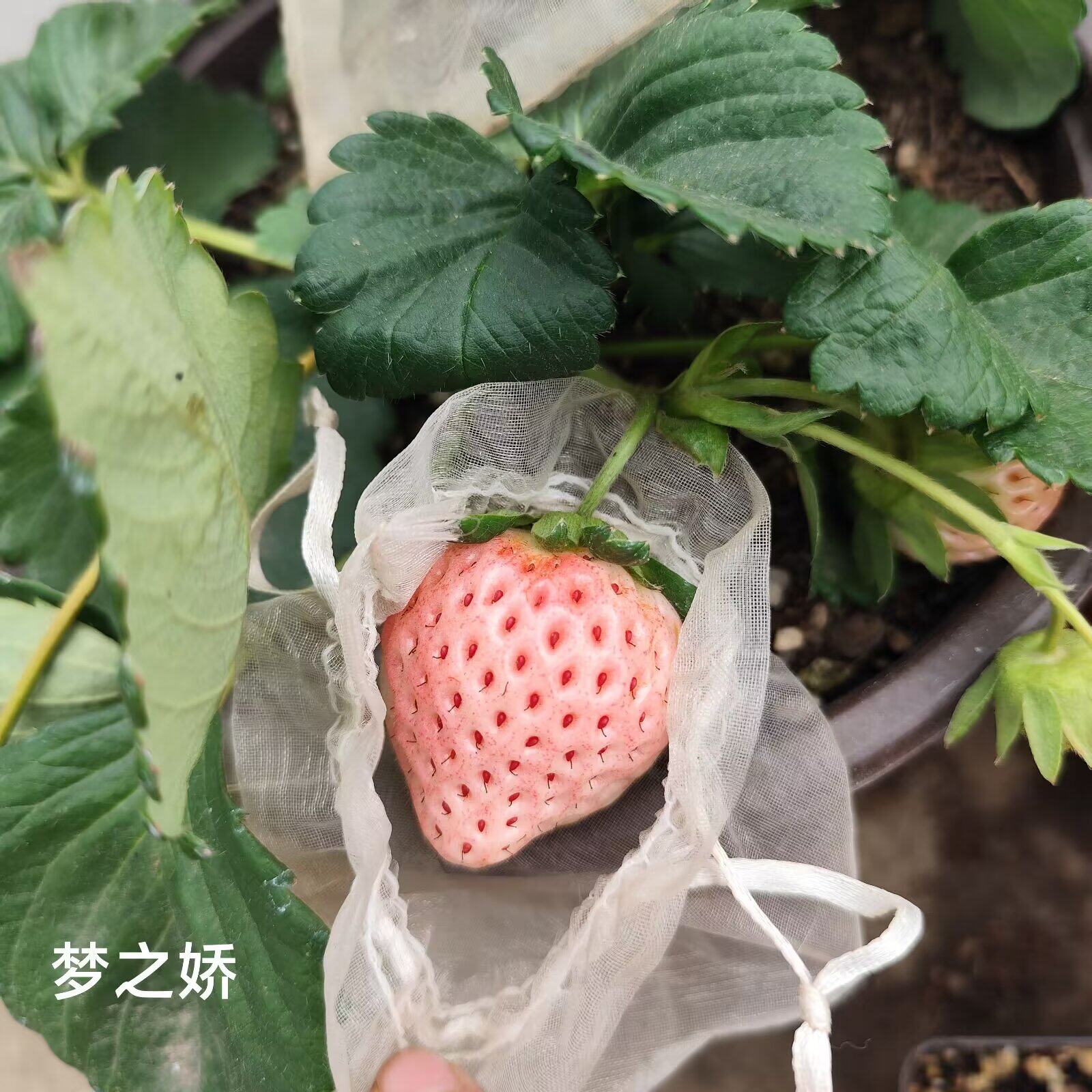 白宝石天使ae粉玉黑珍珠赤丸蜜糖佐贺女孩草莓籽