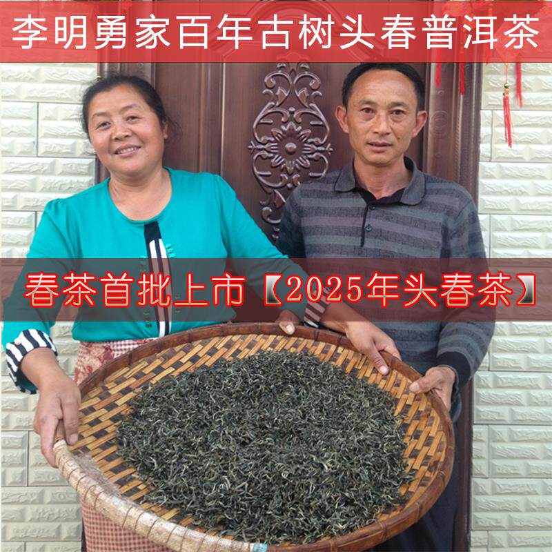 正宗2025头春新茶云南乔木头春古树普洱茶生茶散装250克