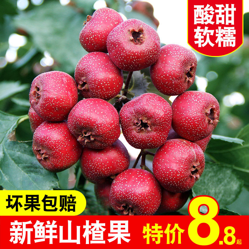 新鲜山楂果5斤装大山楂水果山楂鲜果山里红果山楂干糖山楂糖葫芦1