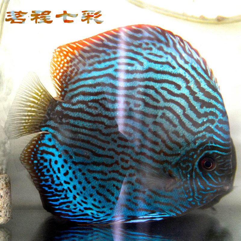 活体热带鱼观赏鱼七彩神仙鱼松石鱼