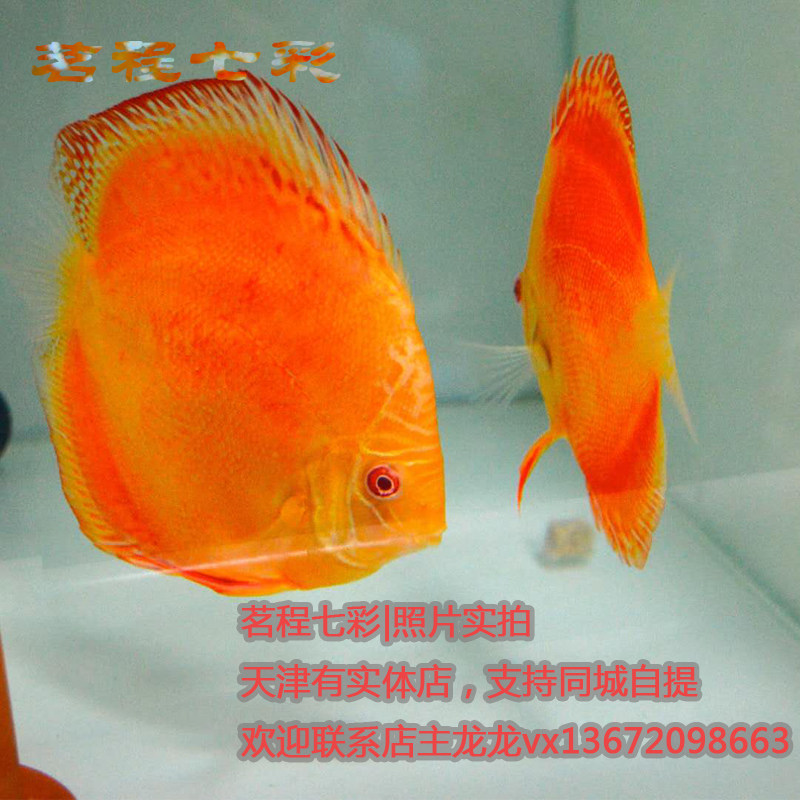 活体热带鱼赤瞳七彩神仙