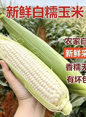 【新鲜玉米减脂代餐】甜糯低脂非转基因四川攀枝花白糯玉米批发