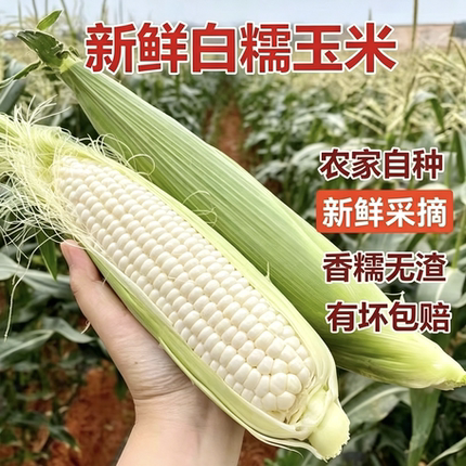 【新鲜玉米减脂代餐】甜糯低脂非转基因四川攀枝花白糯玉米批发