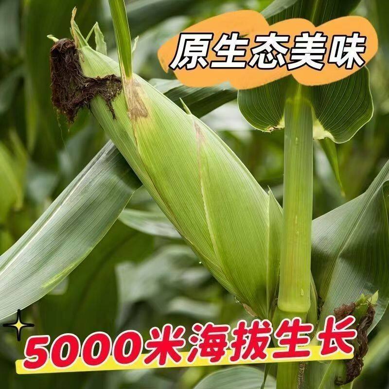 重庆新鲜白甜糯玉米即甜又糯新摘当季白糯玉米苞谷甜嫩黏玉米带壳