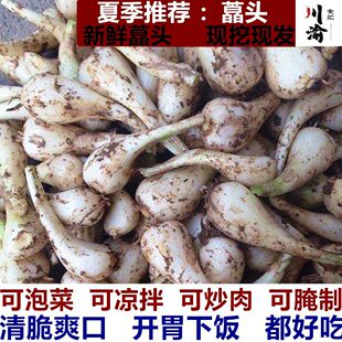 新鲜无叶茭头重庆农家自种教头藠头鲜活当季叫头荞头荞头芥头泡菜