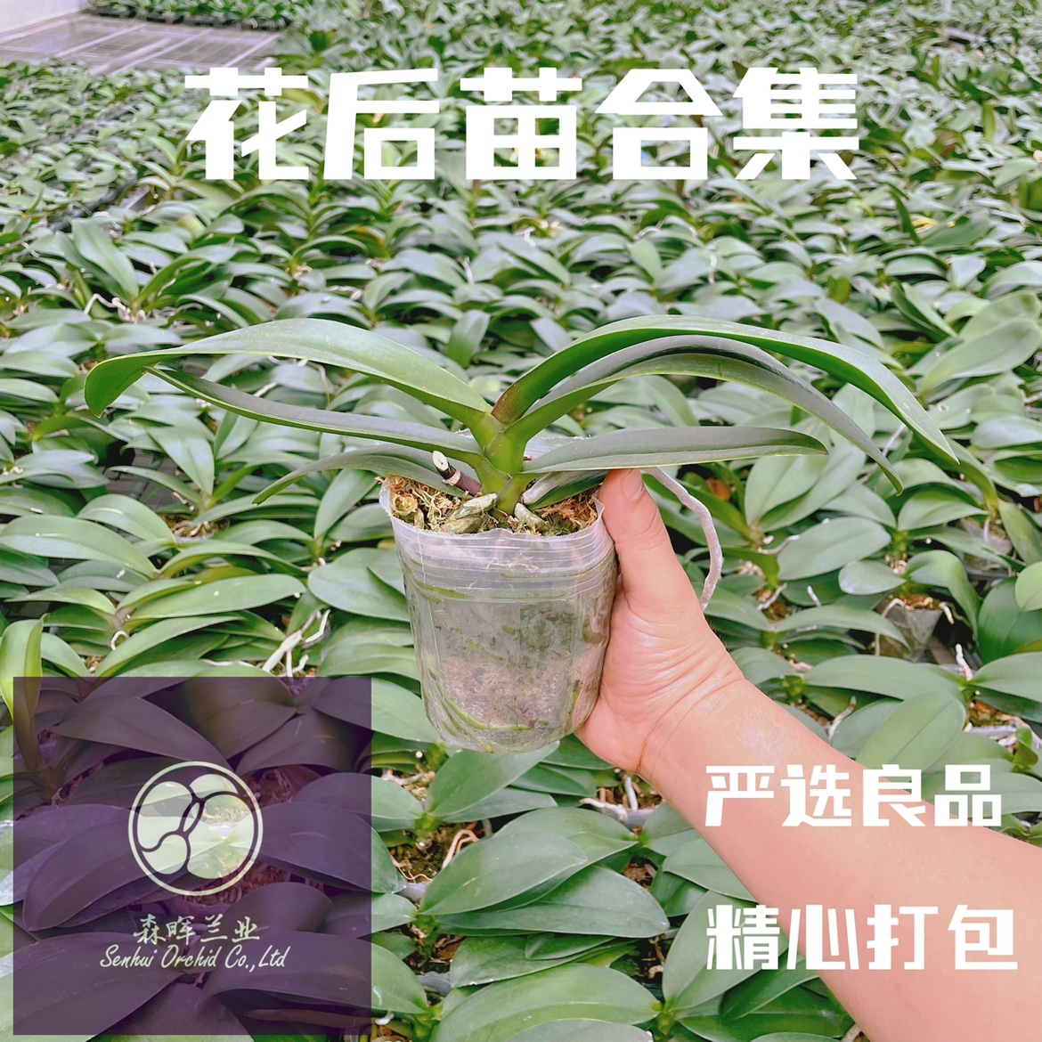 蝴蝶兰花后苗练手苗不带花剑优选发货【森晖兰业】