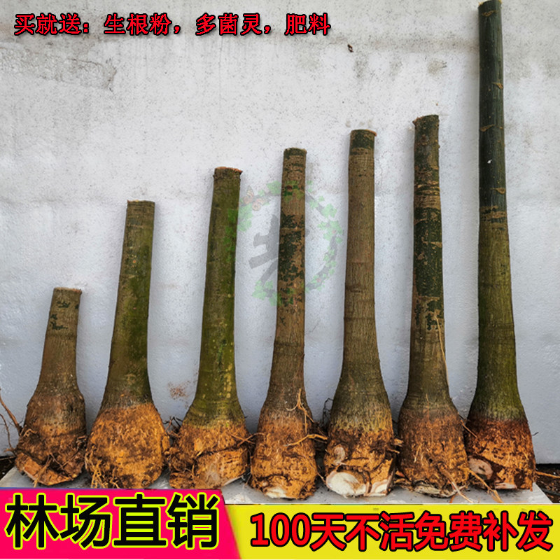 发财树独杆盆栽大棵单杆树桩步步高办公室内客厅前台大型招财绿植