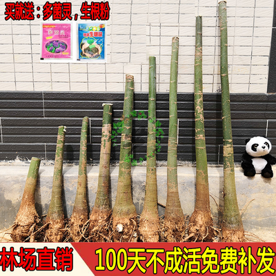 发财树大棵树桩独杆单杆办公室内客厅招财大型盆栽花卉绿植