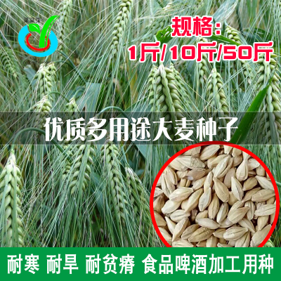 大麦高产抗倒伏耐寒种子