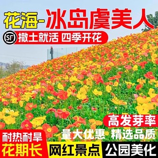 虞美人花种籽好种易活耐热耐旱公园花海景观种子庭院室外盆栽花籽