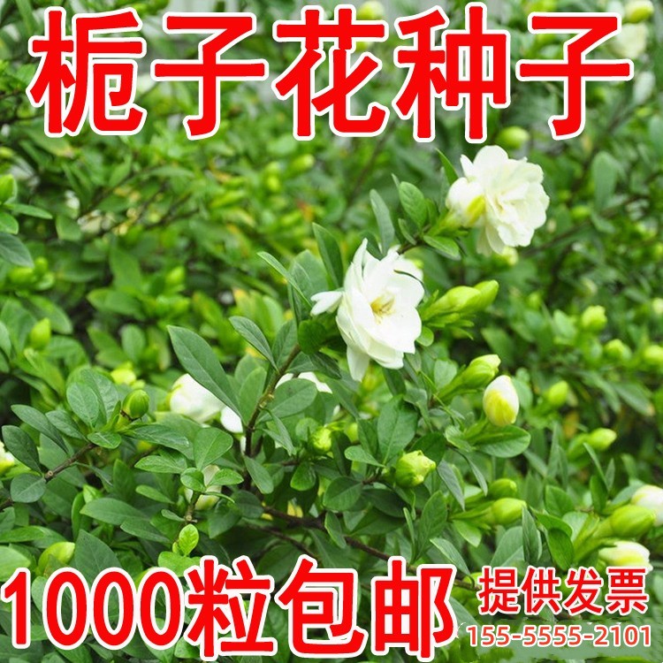 出售花卉种籽栀子花种子大叶栀子种籽耐寒四季常绿四季可播包邮