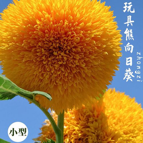 春季重瓣玩具重瓣玩具熊向