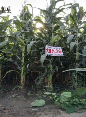 恒草大京九26青贮玉米