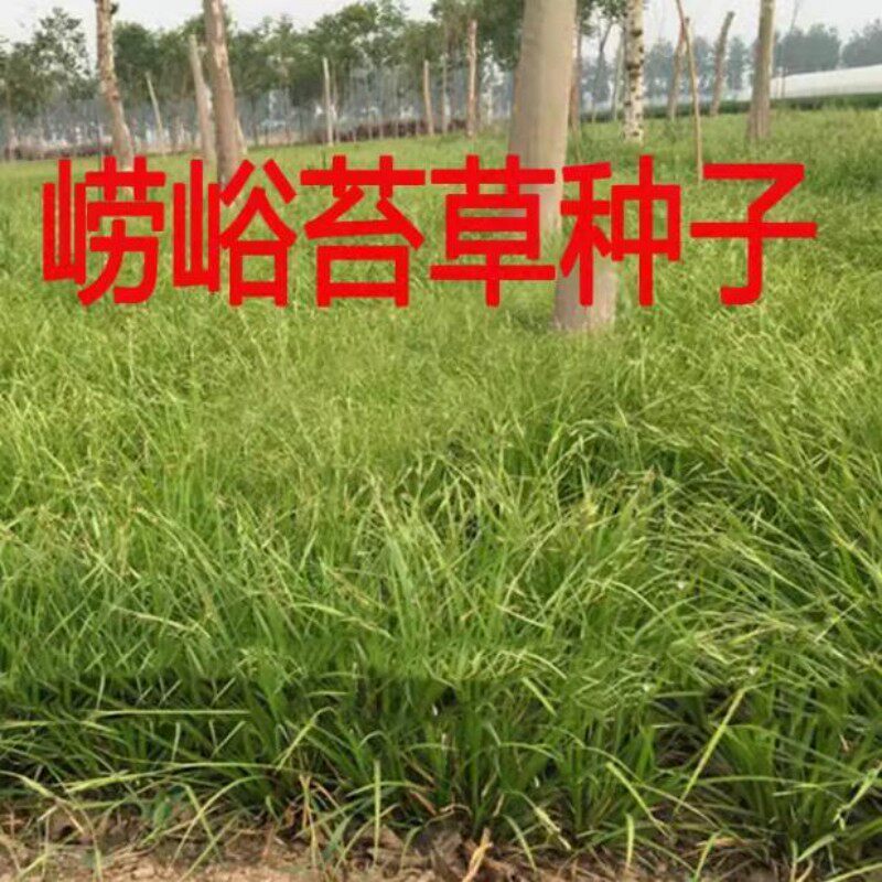 崂峪苔草种子草京苔草崂峪苔草种子崂峪苔草种子草本植物庭院园林
