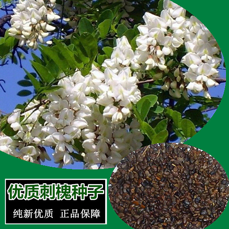 刺槐种子洋槐树种子 白花槐种子香花槐种子养蜂蜜源食用护坡灌木