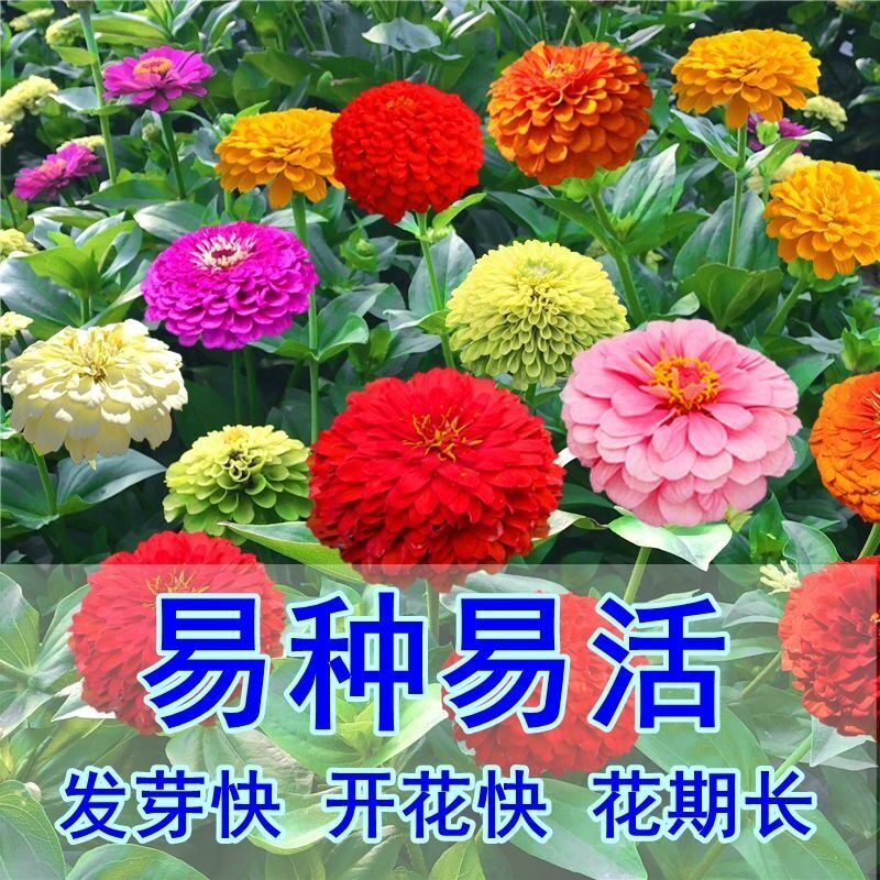 百日草花种矮杆夏天花卉种孑四季百日草花籽种子室外开花白日草种