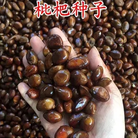 当年新采收枇杷 枇杷种子 枇杷树种子 琵琶种子可嫁果树林木种子