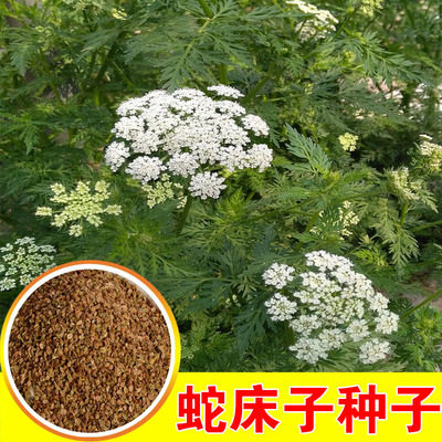 新采蛇床子种子 野胡萝卜子种子 蛇米 野茴香 蛇珠蛇床种子
