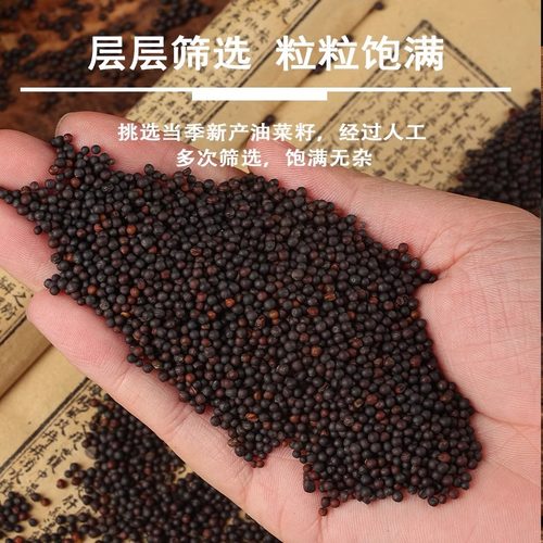 新货油菜籽榨油杂粮芙蓉鸟文鸟玉鸟虎皮牡丹鹦鹉鸟食鸽粮榨菜籽油
