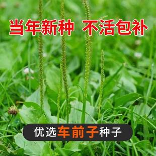 大别山野生车前子种子 车前草籽 车前子茶 车前籽 特级 中药材种