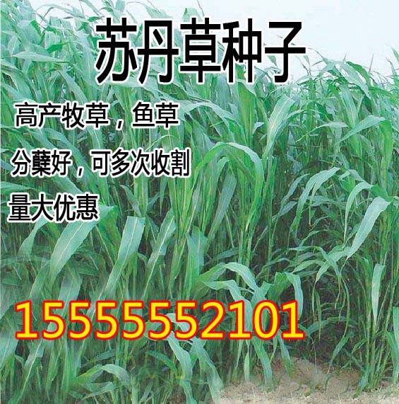 进口牧草苏丹草种籽鱼草种子喂鱼猪牛羊鸡鸭鹅四季高产草籽高丹草