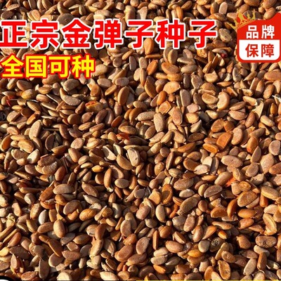 新采四川金弹子种子葫芦蛋果鸡血红老鸦柿种籽人参果盆景树种