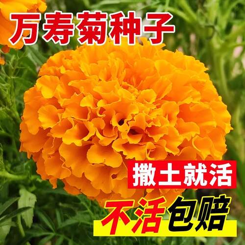 万寿菊种子开花易活臭芙蓉花种籽子孔雀草花种子重瓣万寿菊孑