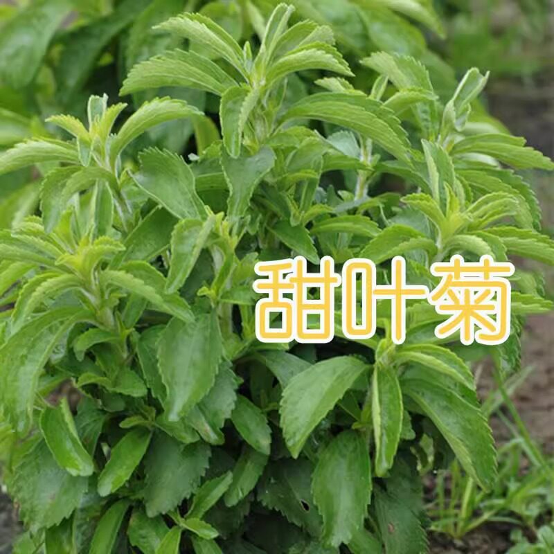 甜叶菊种子甜菊香草种子 甜菊叶花草茶 阳台花卉种子原生纯种