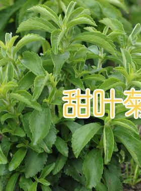 甜叶菊种子甜菊香草种子 甜菊叶花草茶 阳台花卉种子原生纯种
