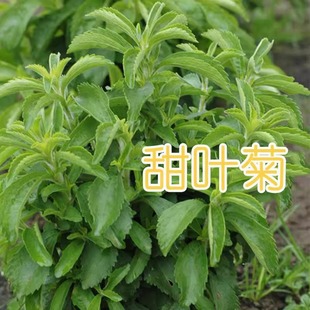 甜叶菊种子甜菊香草种子 甜菊叶花草茶 阳台花卉种子原生纯种