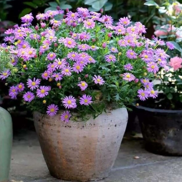 室内五色菊冬季种籽子易活盆栽