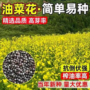 油菜花种子高产耐寒耐旱抗倒观赏食用高产早熟高出油多油菜花种籽