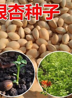 银杏树种子白果庭院园林绿化苗木行道树金叶银杏种籽南方北方种植