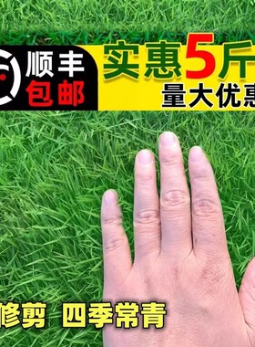 草籽护坡狗牙根马尼拉四季常青