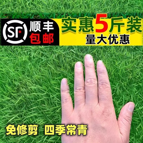 草籽护坡狗牙根马尼拉四季常青