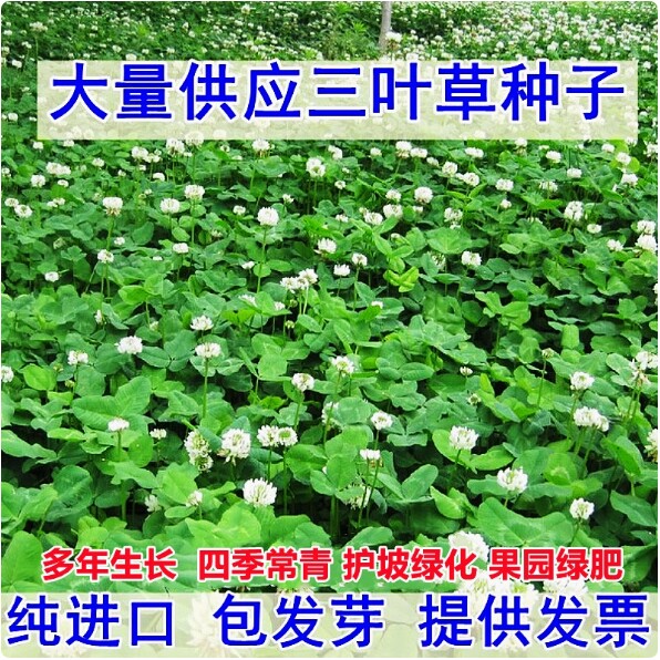 三叶草种子白三叶草籽红三叶草籽四季青草坪牧草果园绿肥四季播种
