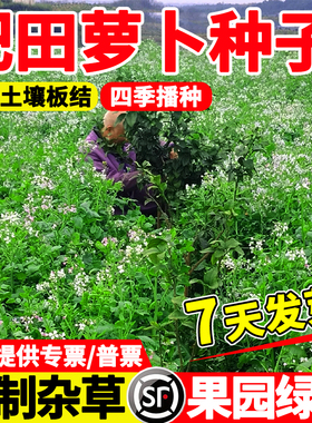 肥田萝卜种子改良土壤破除土壤板结天然绿肥作物耐寒耐酸果园生草