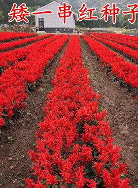 正宗矮一串红种子矮串红高串红一串蓝种子易活播易种耐寒花卉种子