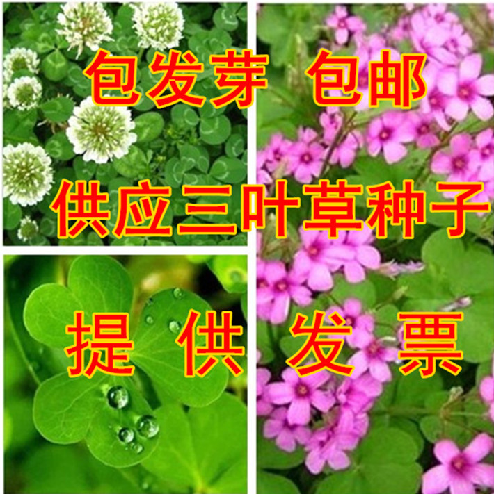 白三叶草种子红三叶草种子净籽四季青草坪绿化果园绿肥草籽