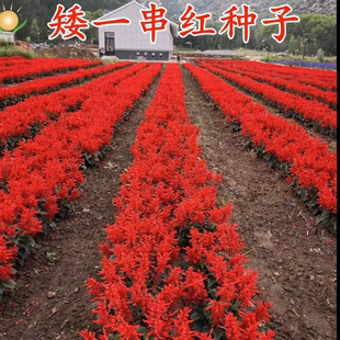 高杆一串红种子四季易播景观园林草花盆栽春秋一串蓝红耐寒花卉籽
