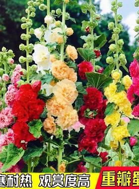 蜀葵种子大花重瓣蜀葵花种子多年生一丈红种子四季易种耐寒花卉籽