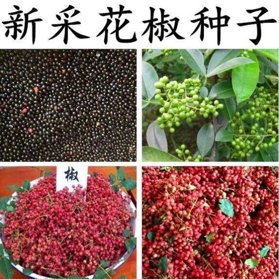 川花椒树种子正宗大红袍图片