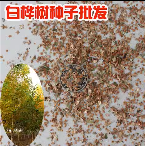 新采白桦种子皮树园林绿化