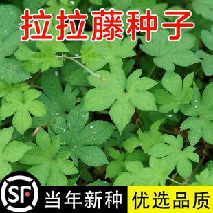 野生葎草花种子拉拉秧藤五爪龙草药材抗旱喜肥粗阳台爬藤粗放管理