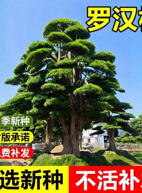 当年新采罗汉松种子罗汉杉金钱松罗汉杉景观盆景造型乔木树种子籽