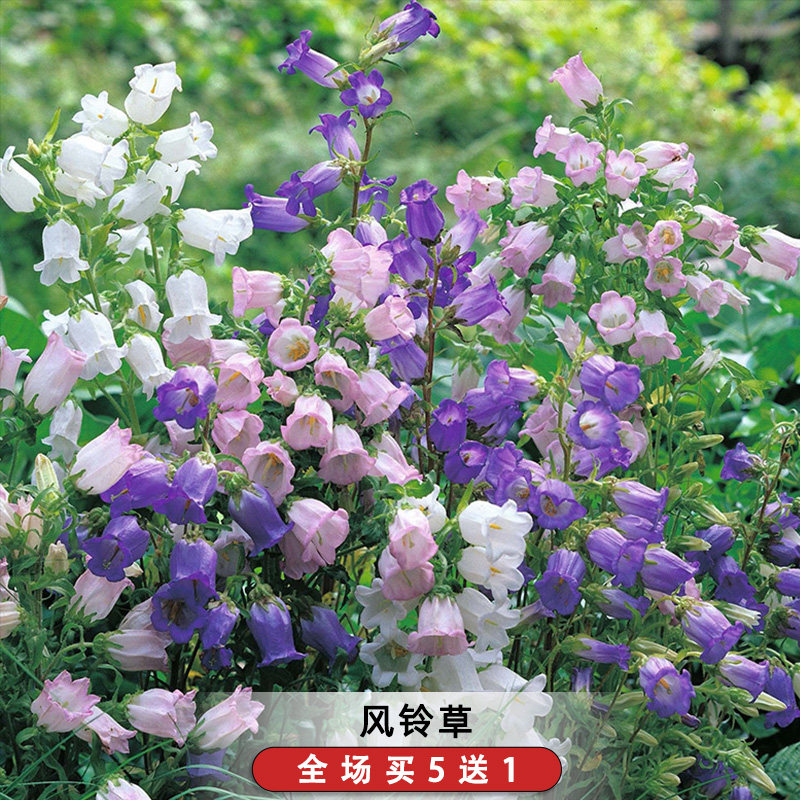 风铃草花种子开花好种活室内外庭院易活花草花籽孑绿植物春播
