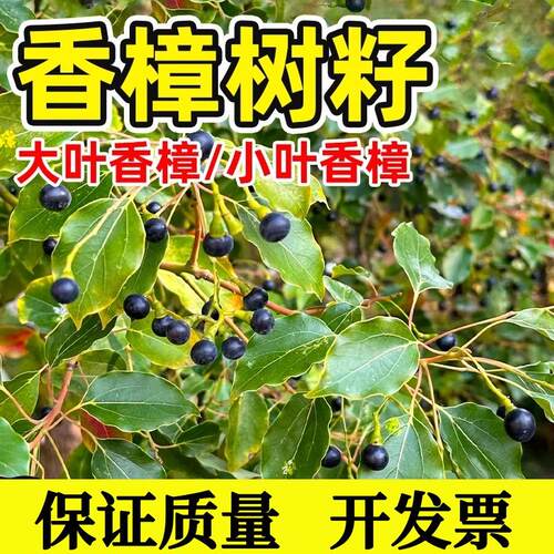 香樟树籽大叶香樟小叶香樟籽绿化行道新采樟树种子四季青树种包活